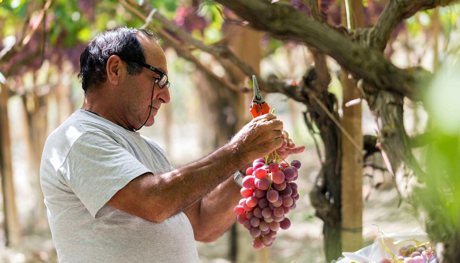 Italian wine regions - a man examines a cluster of grapes