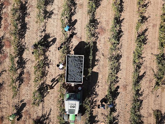 An aerial view of vineyard workers collecting grapes in the vineyard