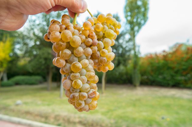 A bunch of white Albillo grapes