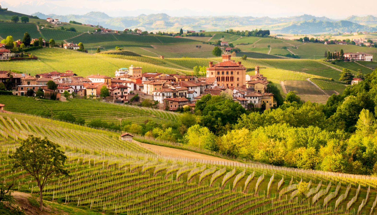 Green Italian landscape with vineyards and a town in the distance - Barolo
