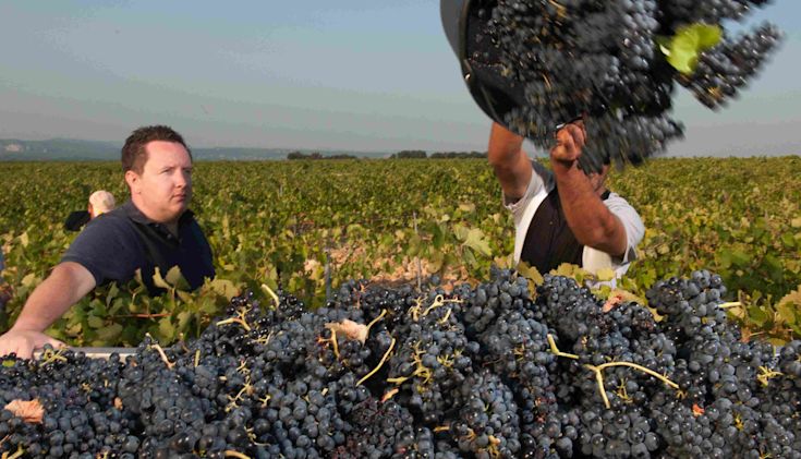 A person tipping a large container of grapes onto the back of a trailer in a vineyard.