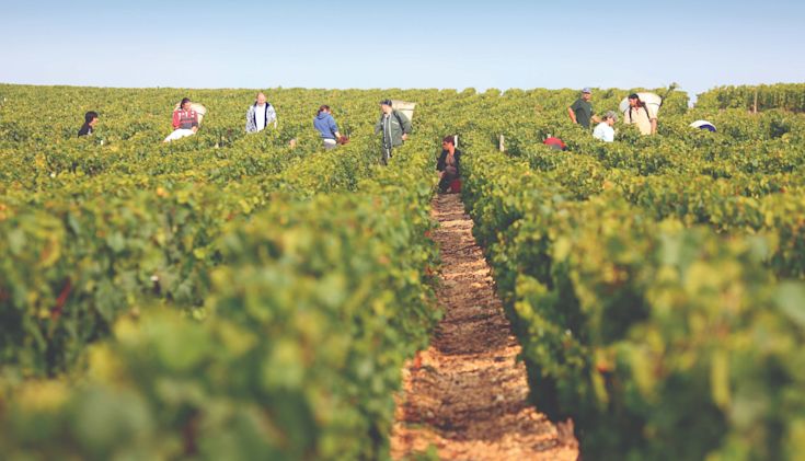 Group of pickers amongst vines in Burgundy