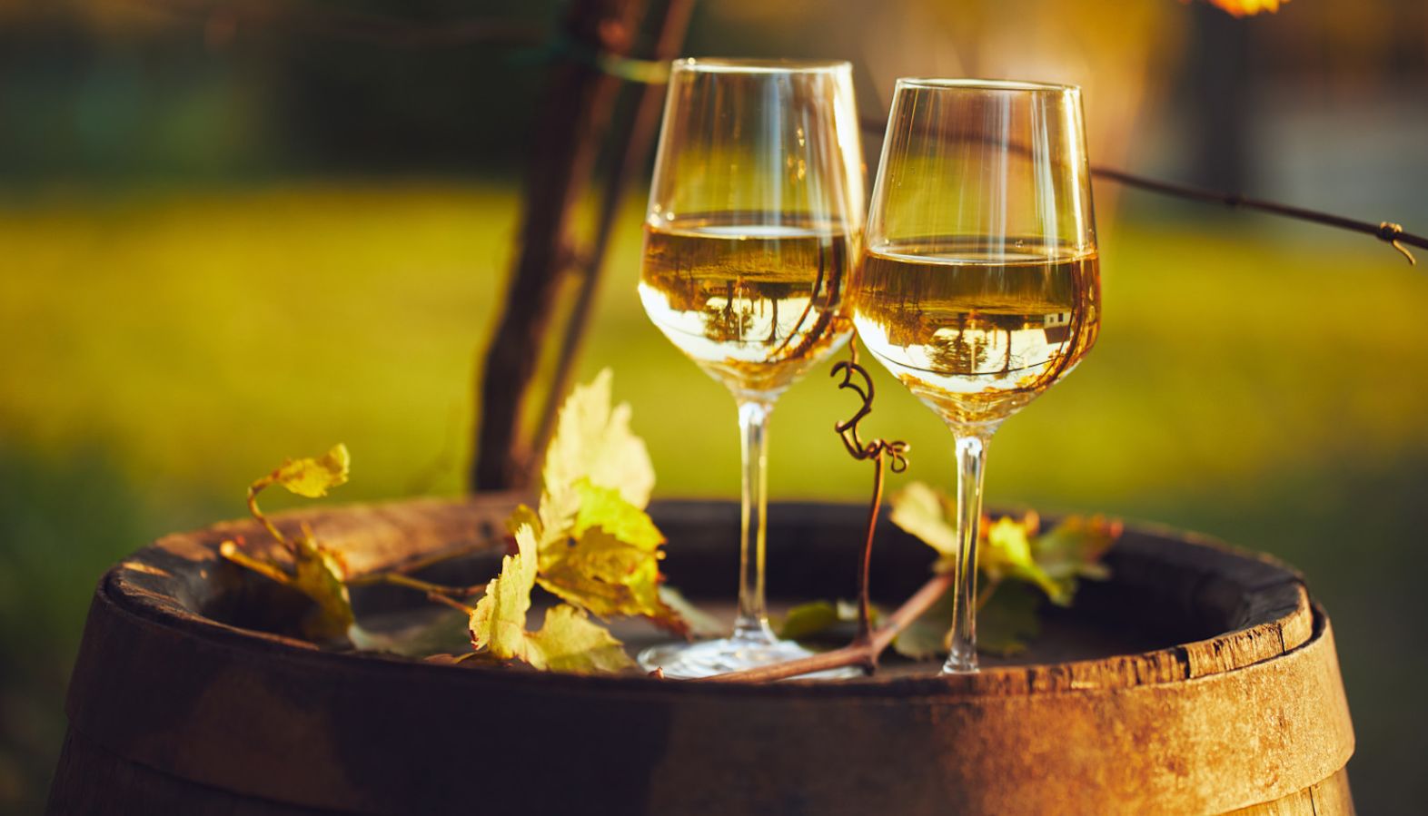Two glasses of white wine on top of an oak barrel in a vineyard - red wine vs white wine