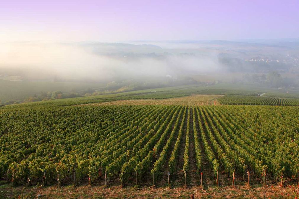 Vineyards in Chablis at dusk