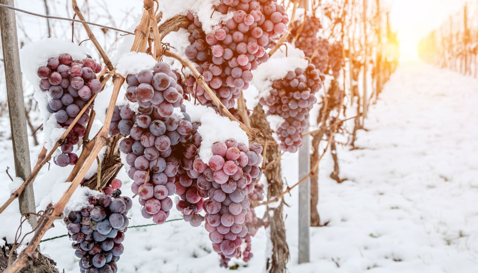 Red grapes growing in a vineyard that is covered in snow - ice wine
