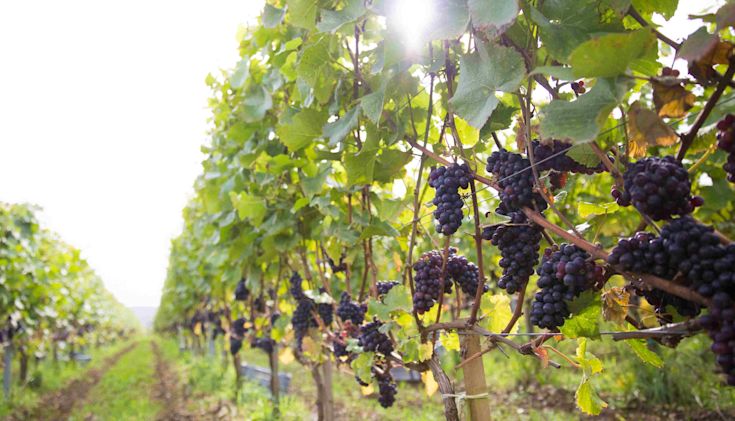 View between rows of vines with red grapes with sun filtering through the leaves