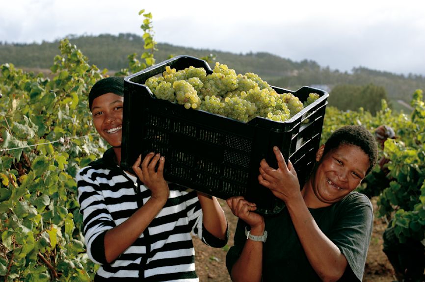 Two South African ladies carrying a basket of grapes in a vineyard