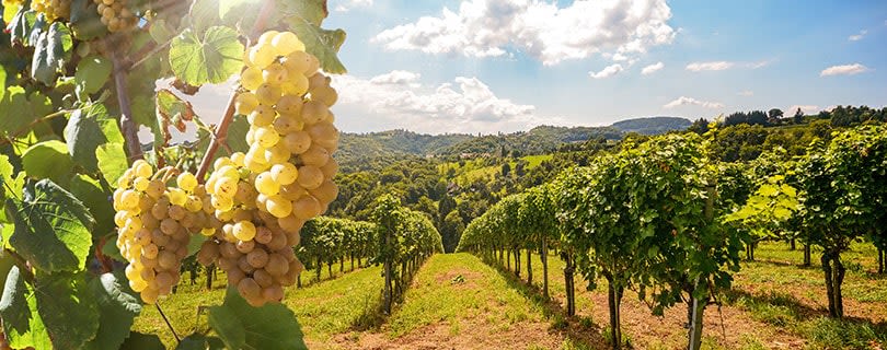 European vineyards in the evening sun - wine regions