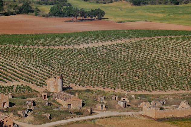 A vineyard in Ribera del Duero lies behind stone buildings