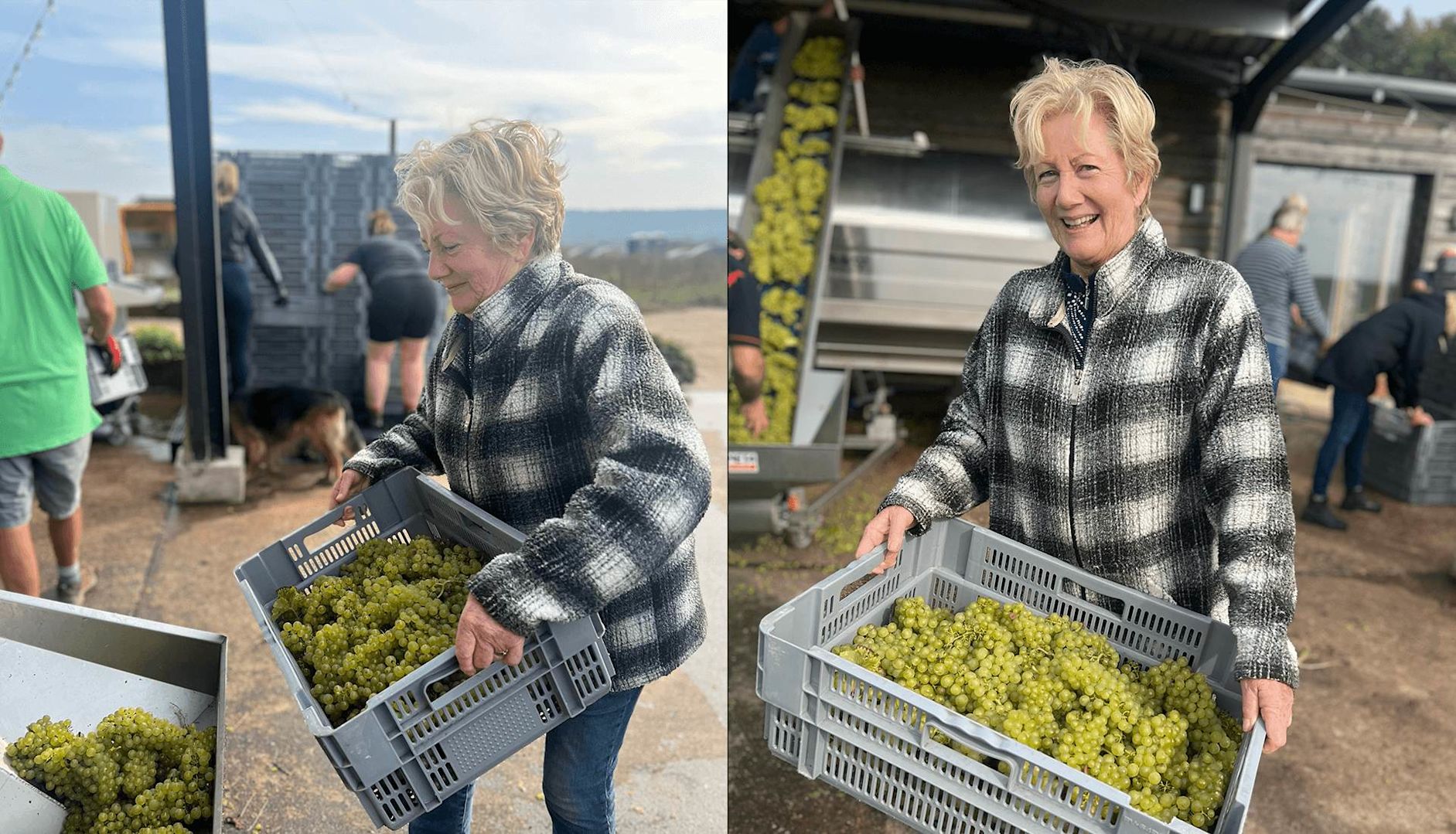Barbara Laithwaite harvesting grapes at the Harrow & Hope vineyard