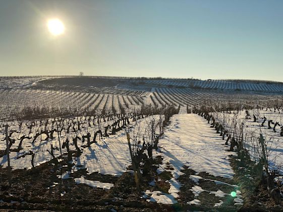 An early spring morning shows snowfall on a vineyard