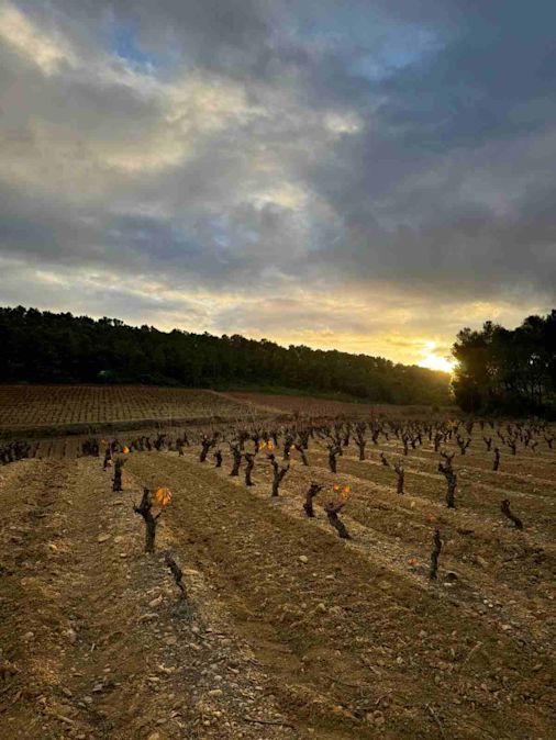 The sun sets on a beautiful vineyard in the midi