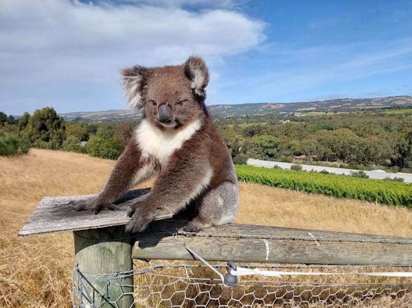 koala sitting on fence in Australia