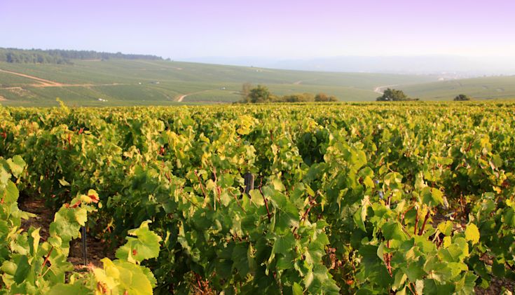 Vineyard in Servin, Chablis, Eastern France