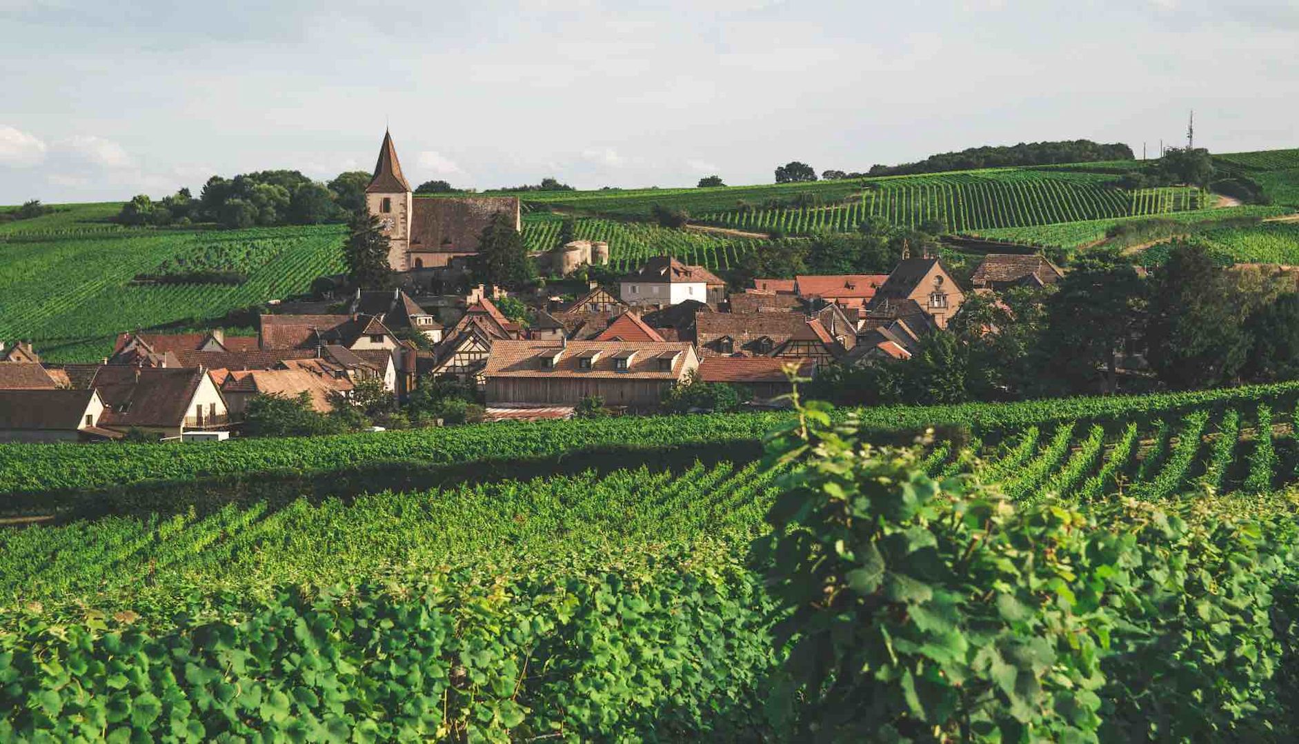 Alsace vineyard