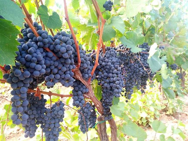 Large bunches of black Primitivo wine grapes hanging on a vine
