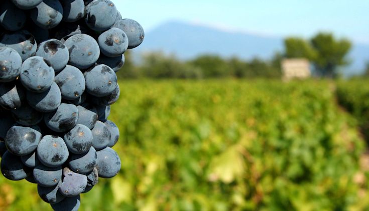 Pinot Noir grapes with blurred vineyard and hills in background