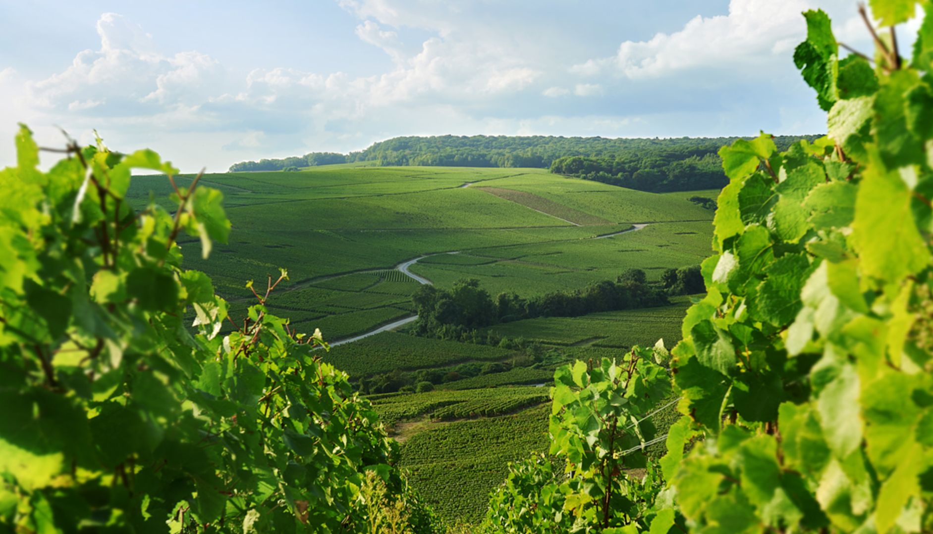 Landscape of vineyard views in Champagne