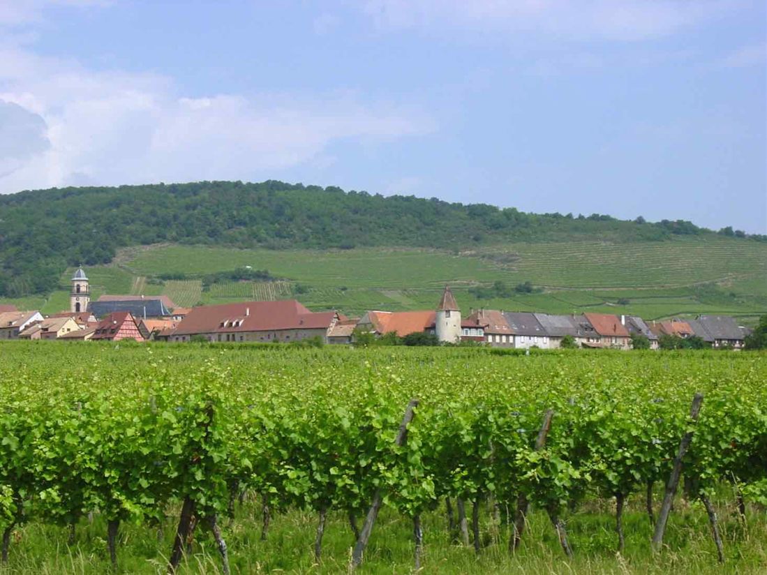 A sunny day overlooking a vineyard in Alsace