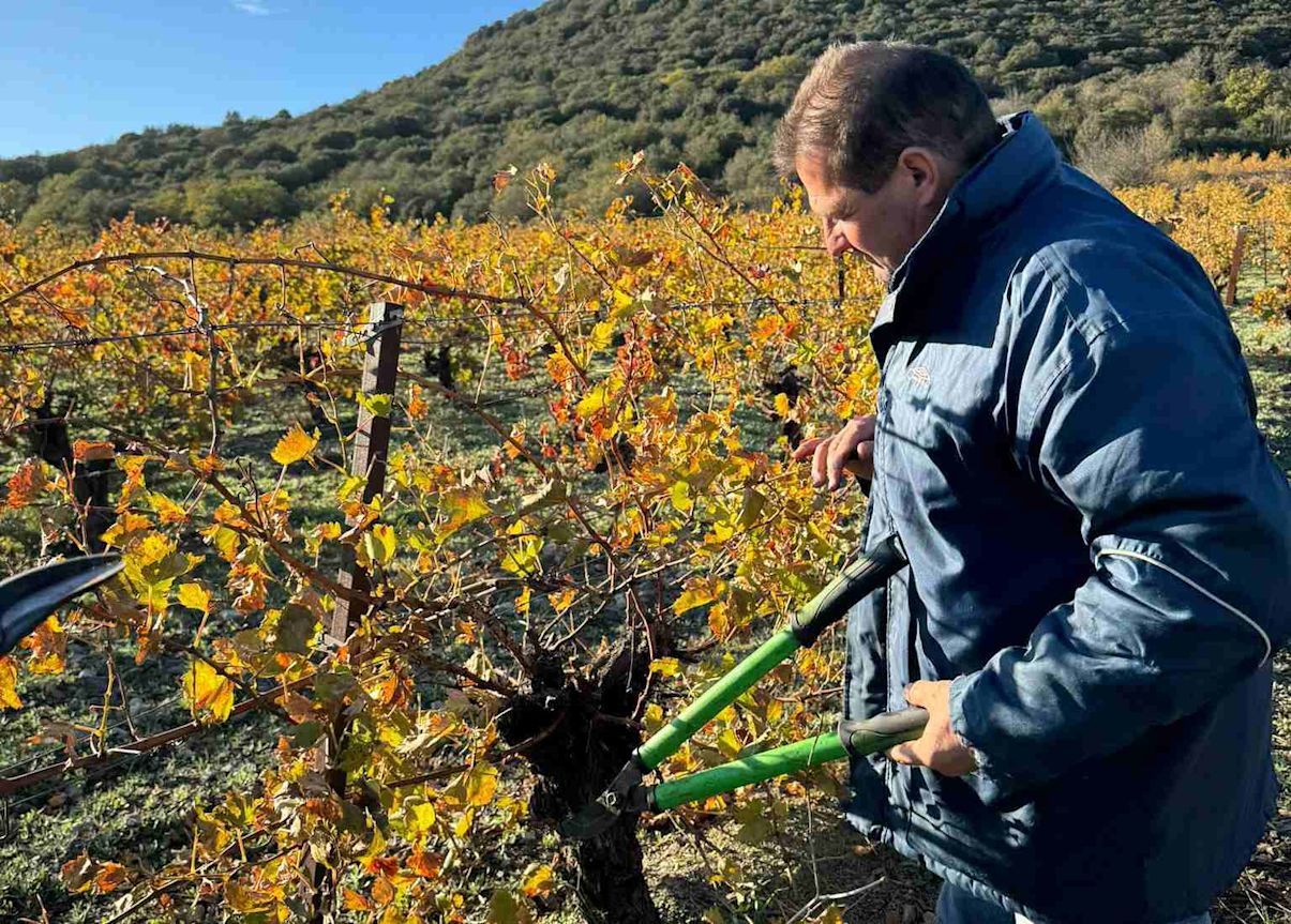 Winemaker pruning the grape vine plant in the vineyard