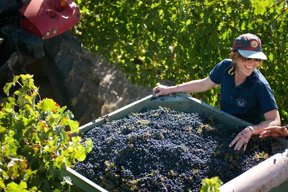Grapes being sorted in at vineyard in Western Australia