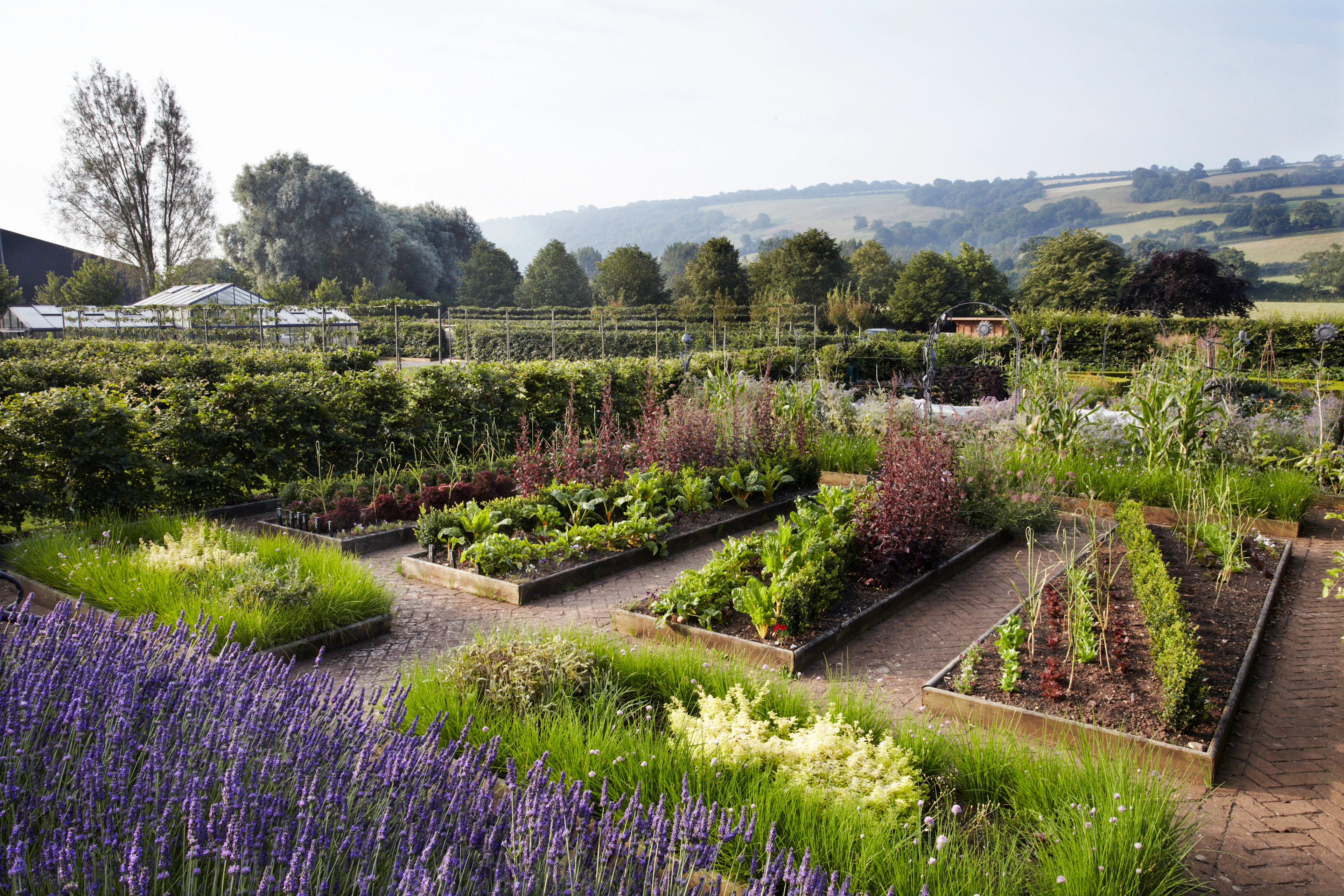 Summer Veg patch