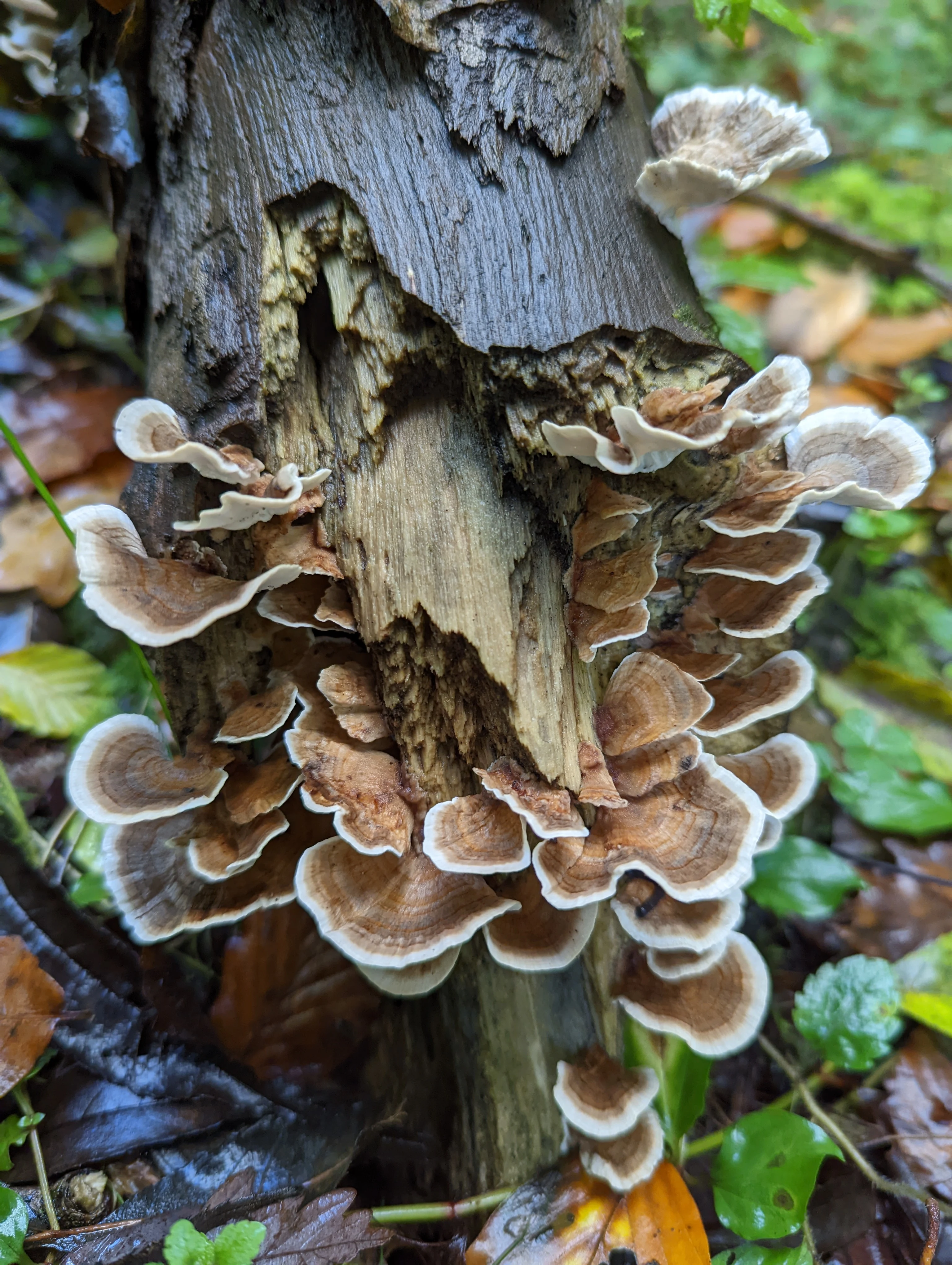 Turkey Tail