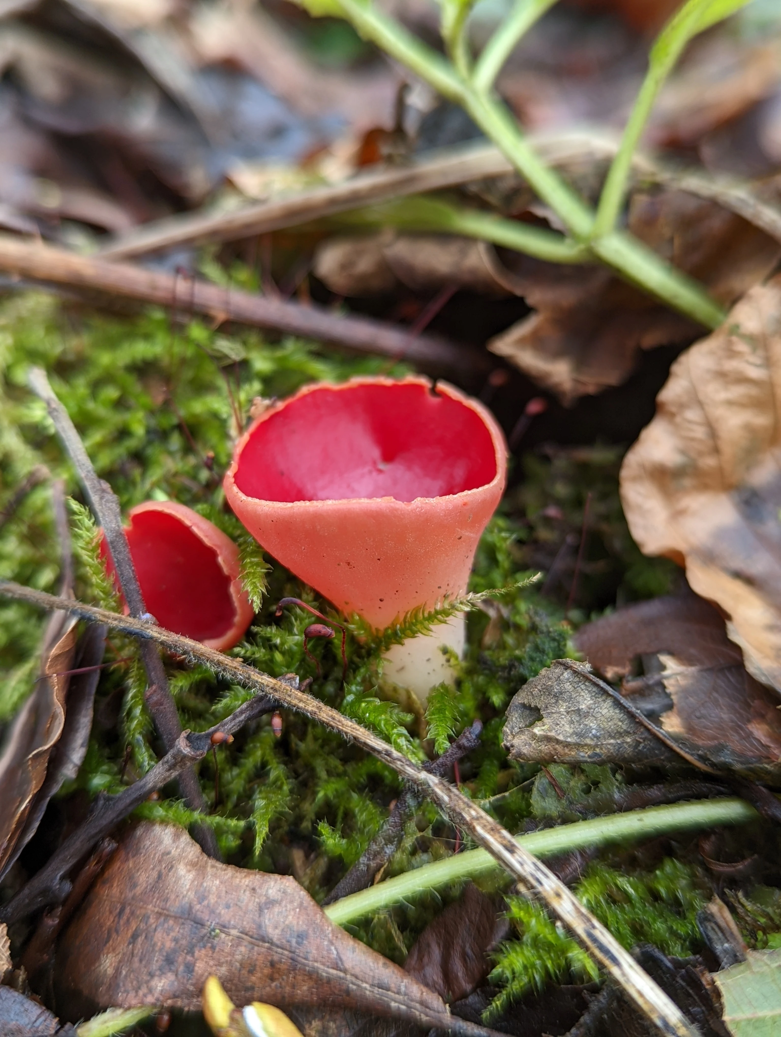 Scarlet Elfcup