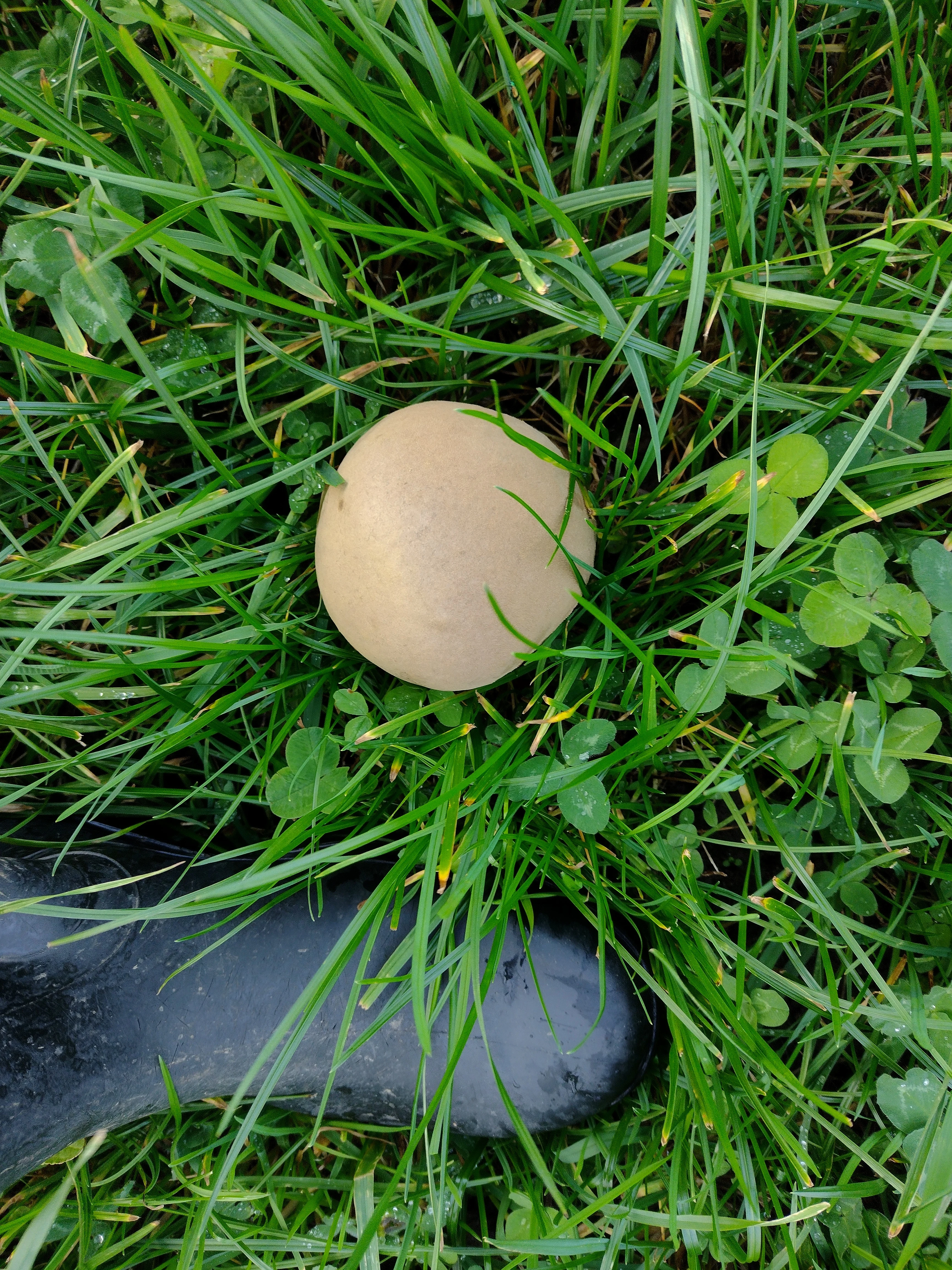 Giant Puffball