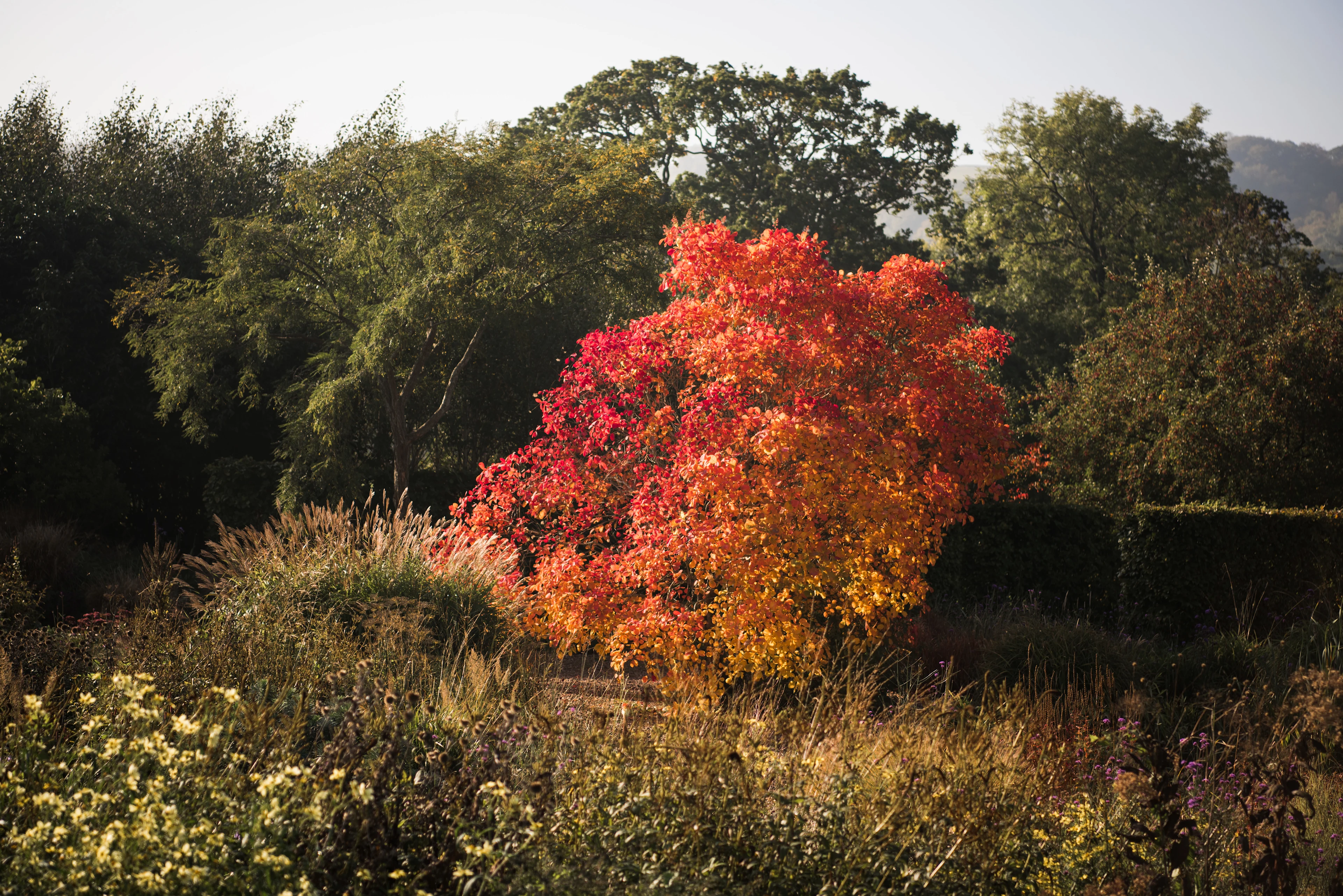 Autumn Tree