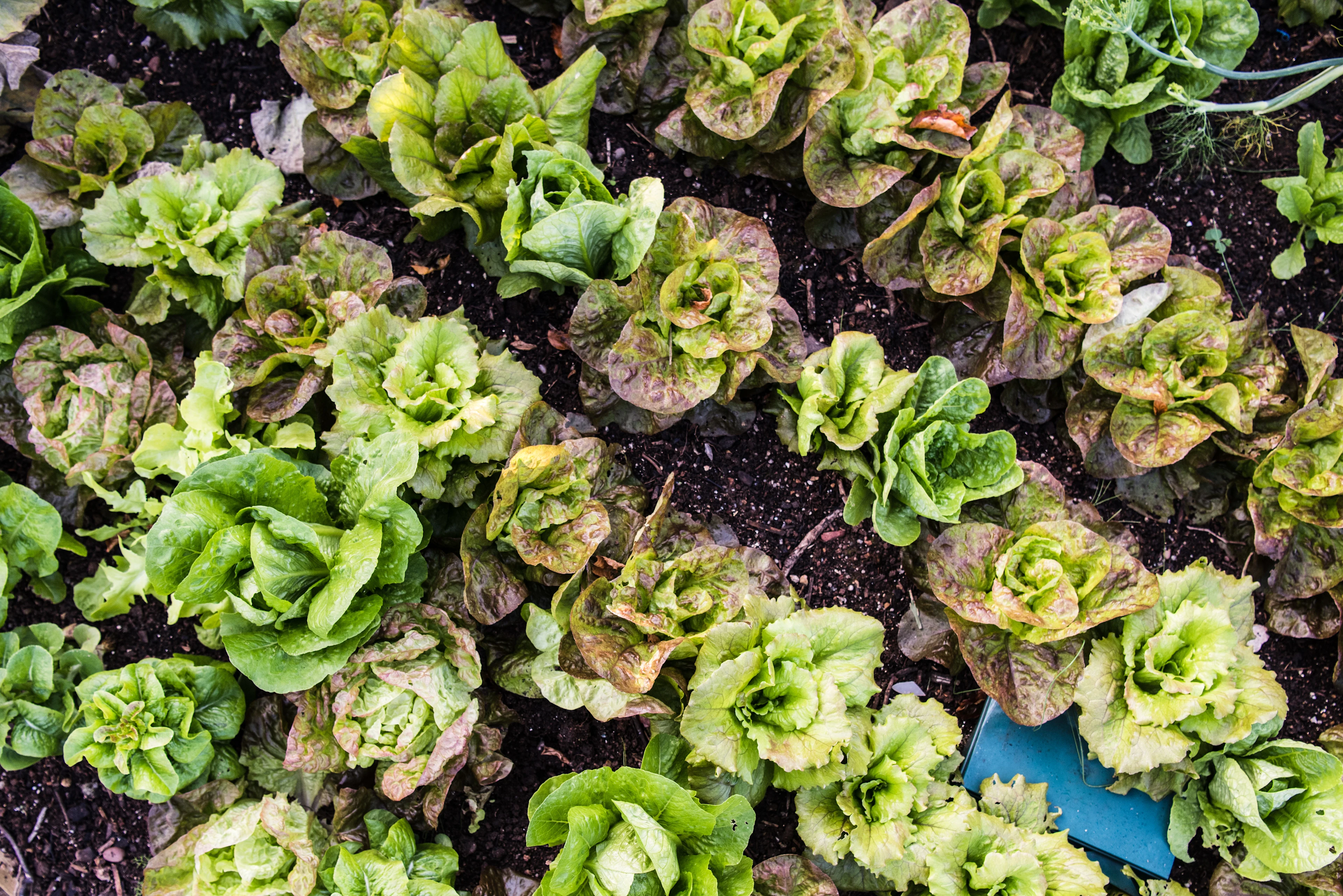 Vegetable Patch
