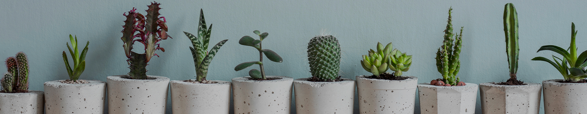 plantas