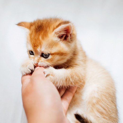 Scholz & Friends Zürich und VIER PFOTEN sensibilisieren für bewusste Haustierhaltung_Teaserbild