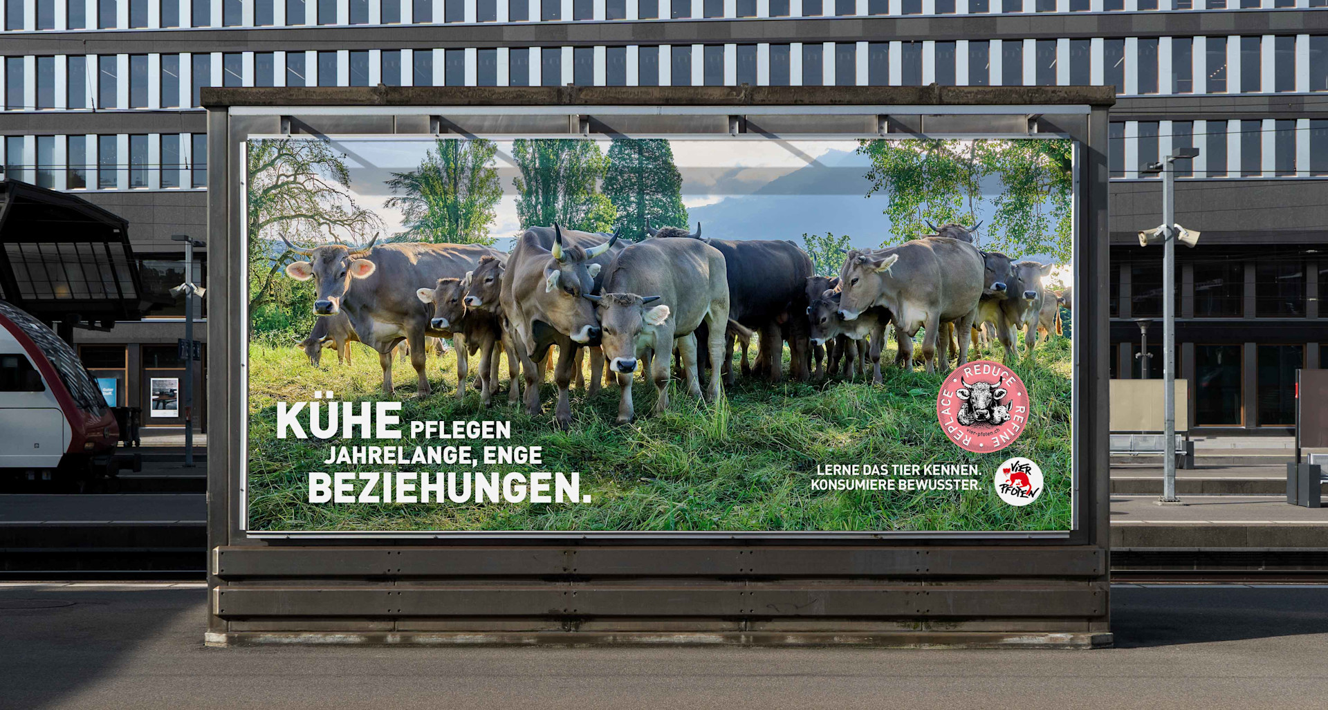 240902_Vier_Pfoten_Nutztiere_Pressemitteilung_Image_Kuehe