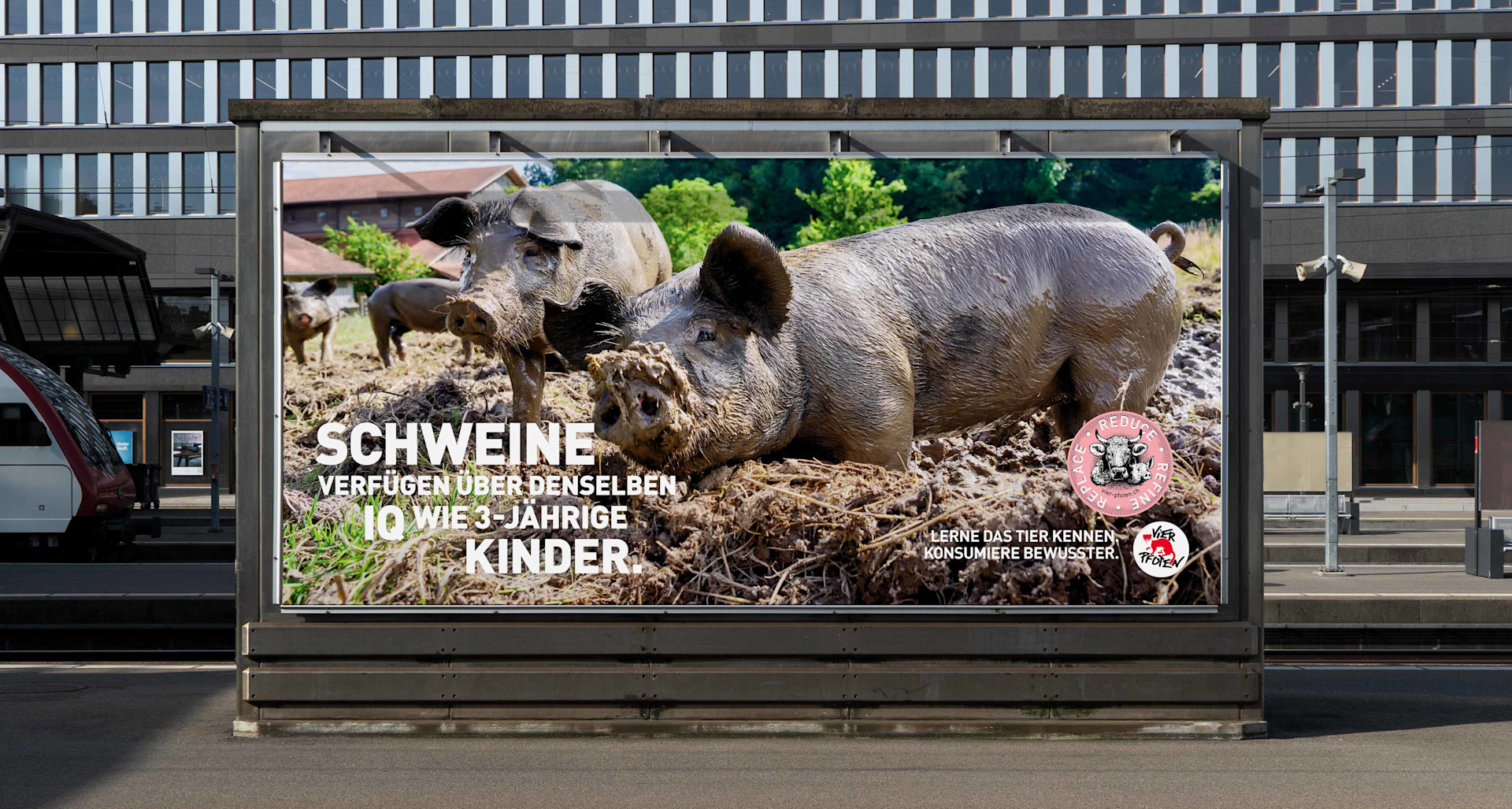 240902_Vier_Pfoten_Nutztiere_Pressemitteilung_Image_Schweine