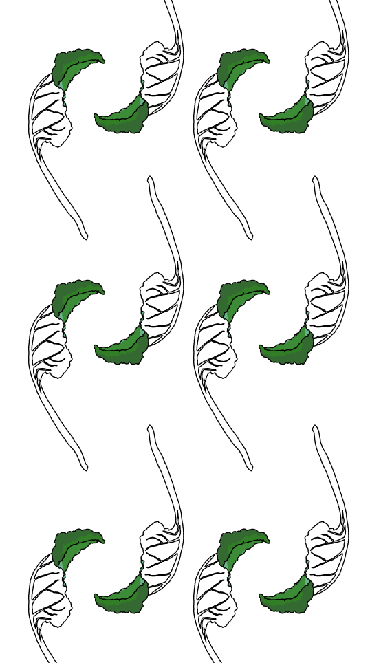 Chard