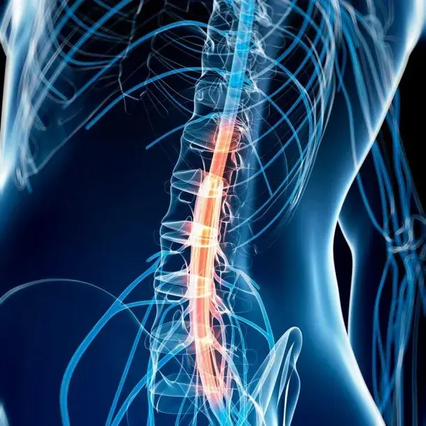 Spinal-Cord 1 160617 094959-610x610