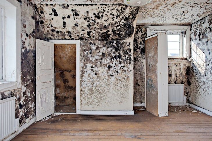 A room full of mould