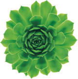 Authentication Image