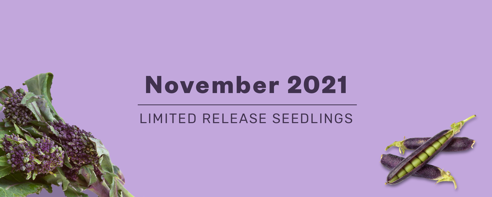 november_2021_limited_release_hero