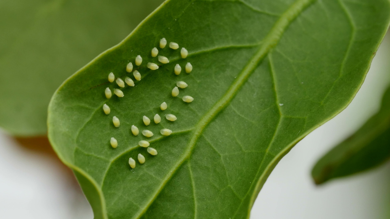 aphid_eggs_in_blog