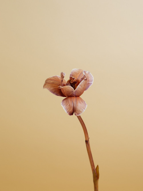 Flowers: A Photo Series