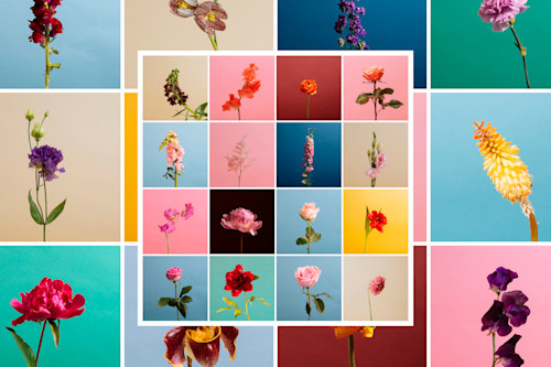 Flowers: A Photo Series