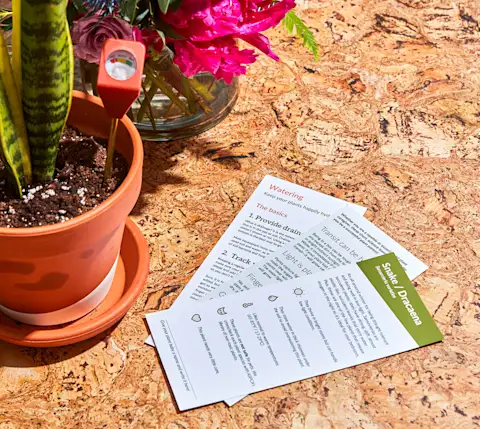 CxBlog-DD-MomDay-Flowers-CareCard