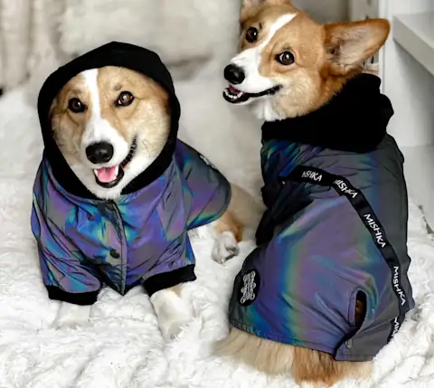 Mishka dogs