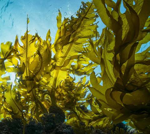 Kelp Farming