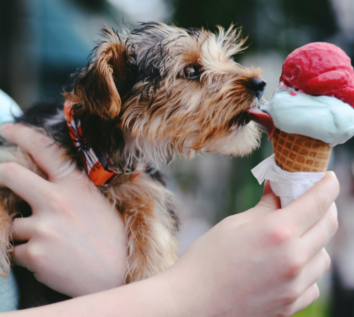 Dog licking ice cream cone