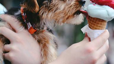 Dog licking ice cream cone
