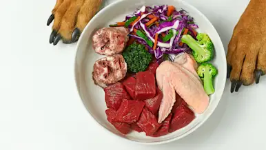 Dog paws around a bowl of fresh pet food