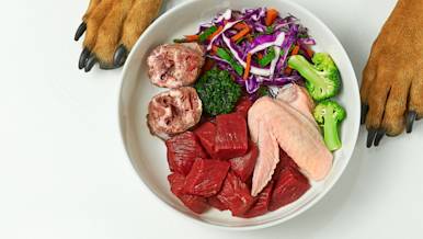 Dog paws around a bowl of fresh pet food